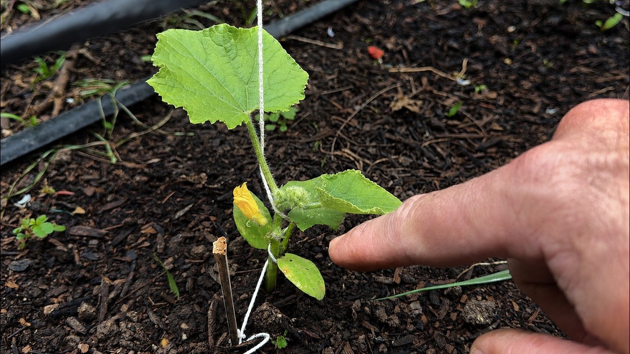 🍅Методы, ускоряющие весенние работы в саду дома