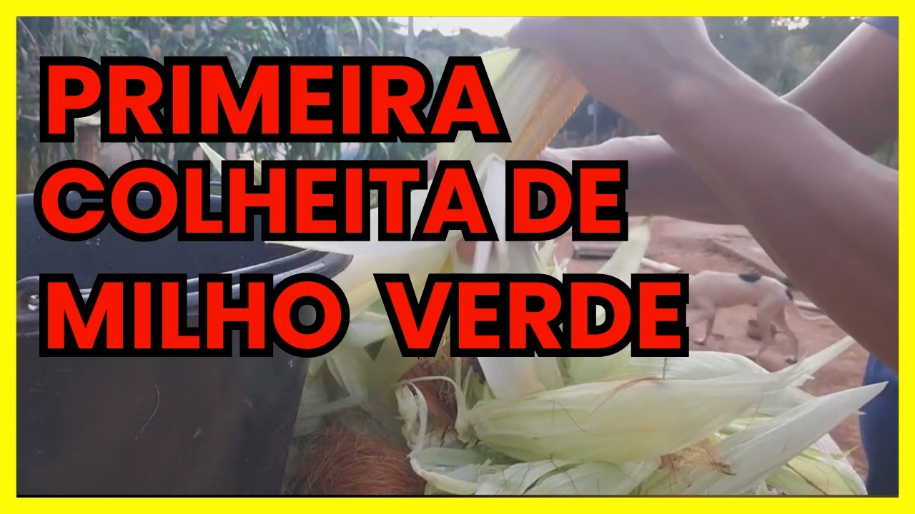 COMEÇOU! 🌽 A PRIMEIRA COLHEITA DE MILHO VERDE NA ROÇA — VEJA O RESULTADO