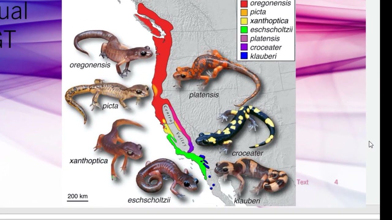 A review of the Biological Species Concept