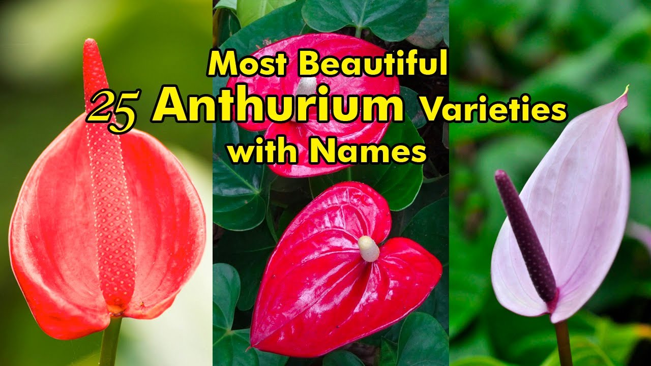 25 Most Beautiful Anthurium Varieties / Learn Gardening