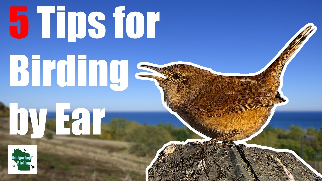 5 EXPERT Tips for Identifying Birds by Song!