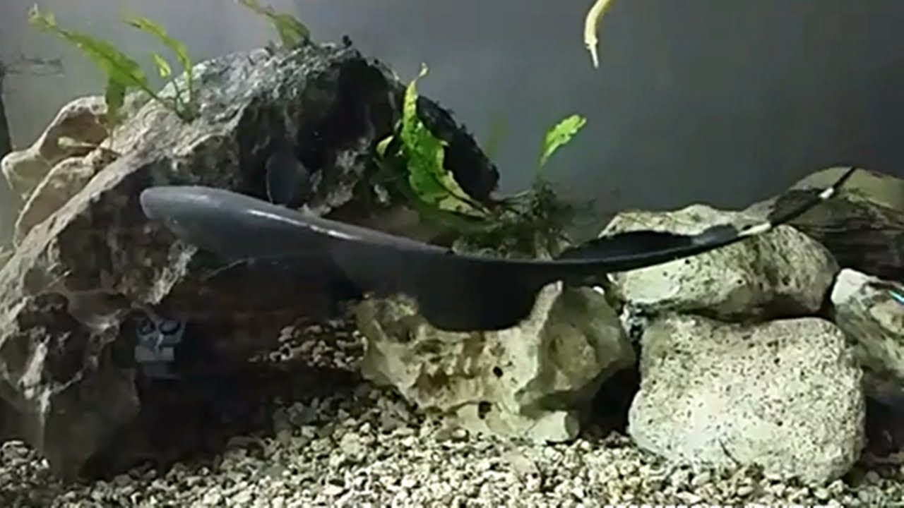 El pez cuchillo fantasma (Apteronotus albifrons) Ficha Técnica