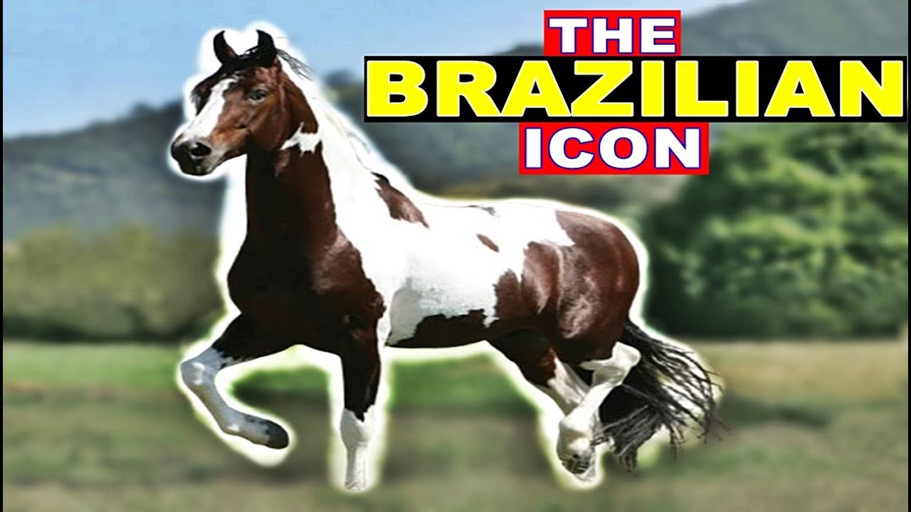 The Mangalarga Marchador Horse: A Brazilian Equestrian Legacy