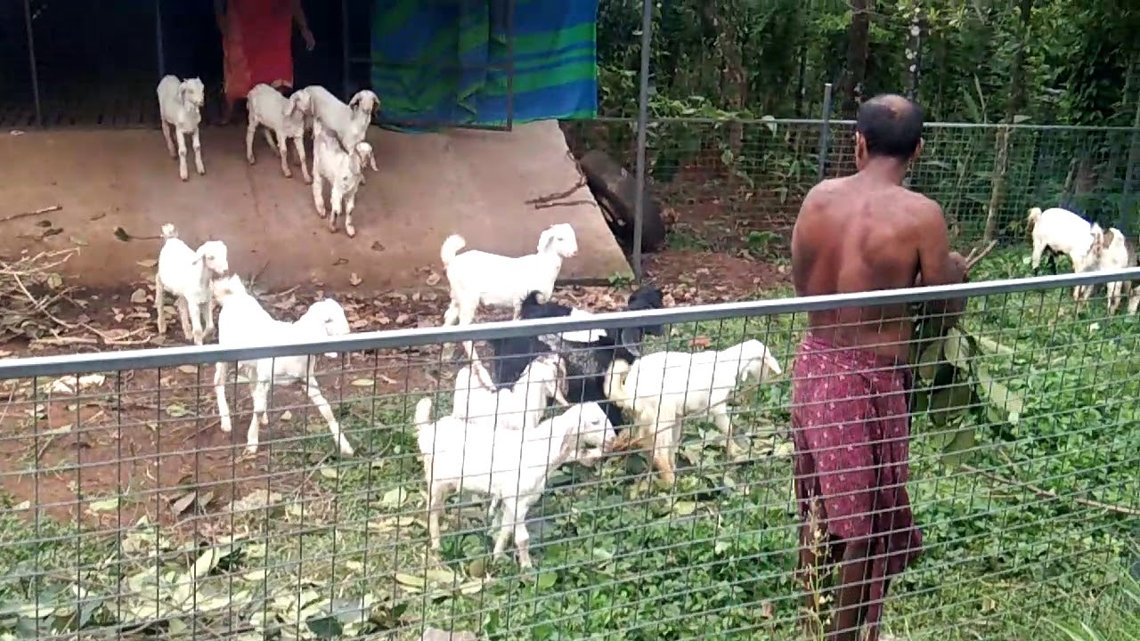Vinayakan goat farm kerala idukki thopramkudy 9947918365(6)