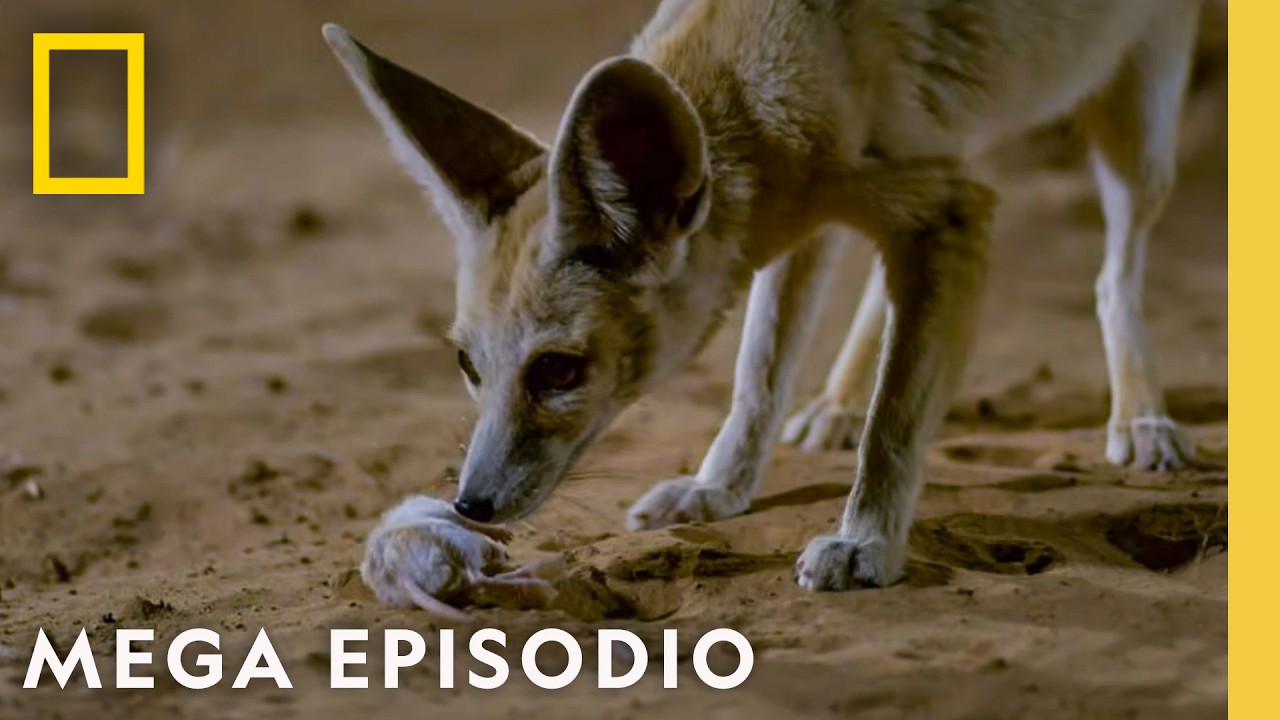 Muertos al Amancer: Megaepisodio | Nat Geo en Español