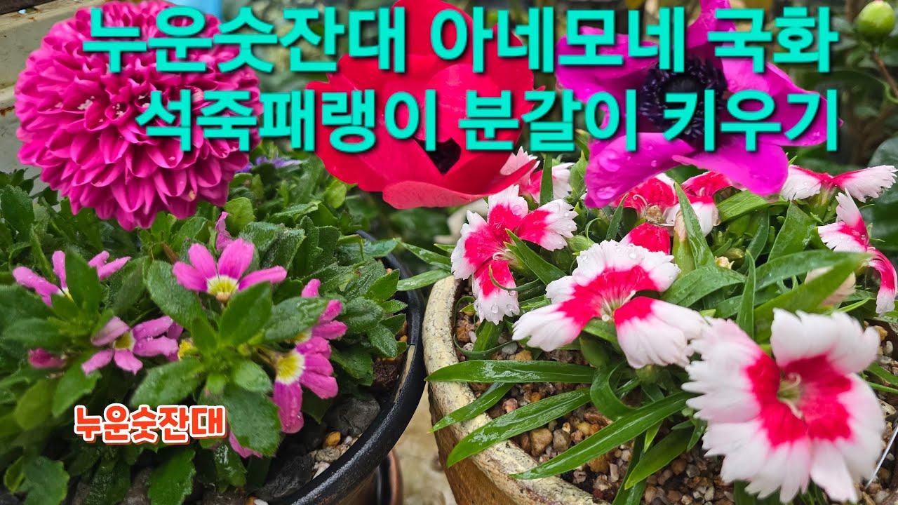#누운숫잔대 #아네모네 #국화 #석죽패랭이 #분갈이 키우기