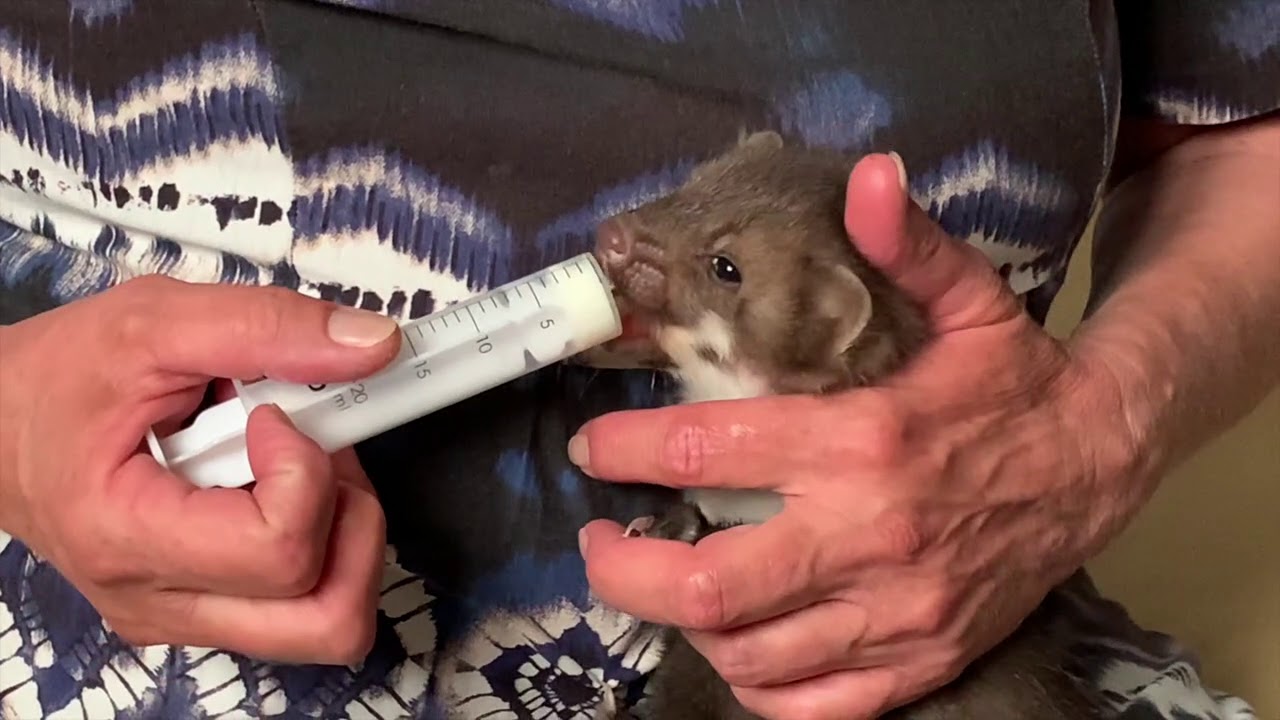 Je sauve un bébé fouine