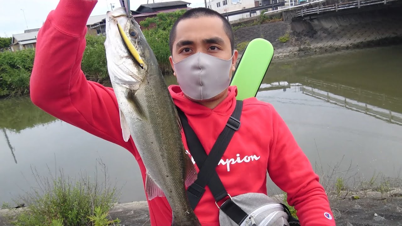 Japan Fishing/Caught Sea bass 50cm Iwata shizuoka (Japanese sea bass) Suzuki Fish /Delicious fish