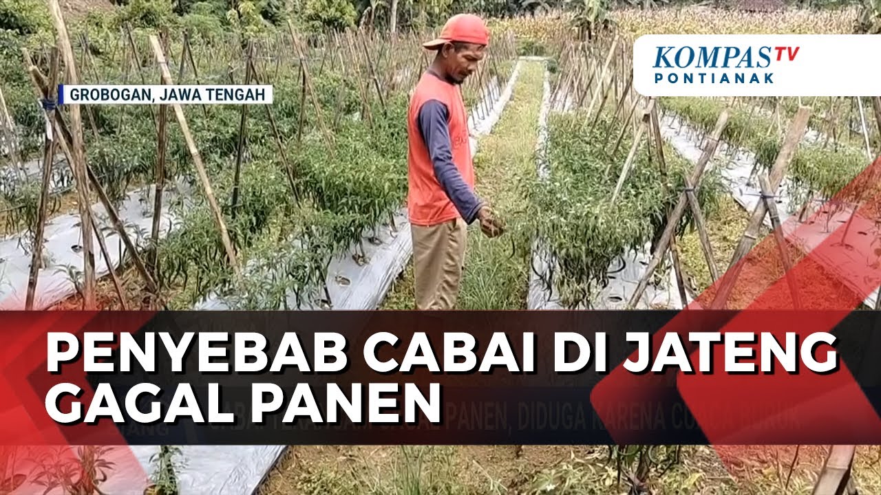 Terancam Gagal Panen, Cabai Layu di Grobogan Karena Hujan Tinggi