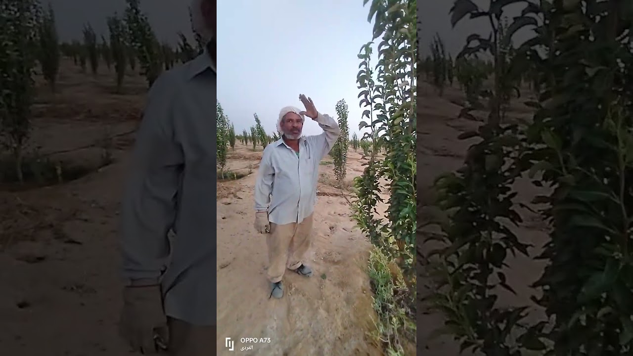 شوية معلومات مع عم محمد من ارض الكمثرى