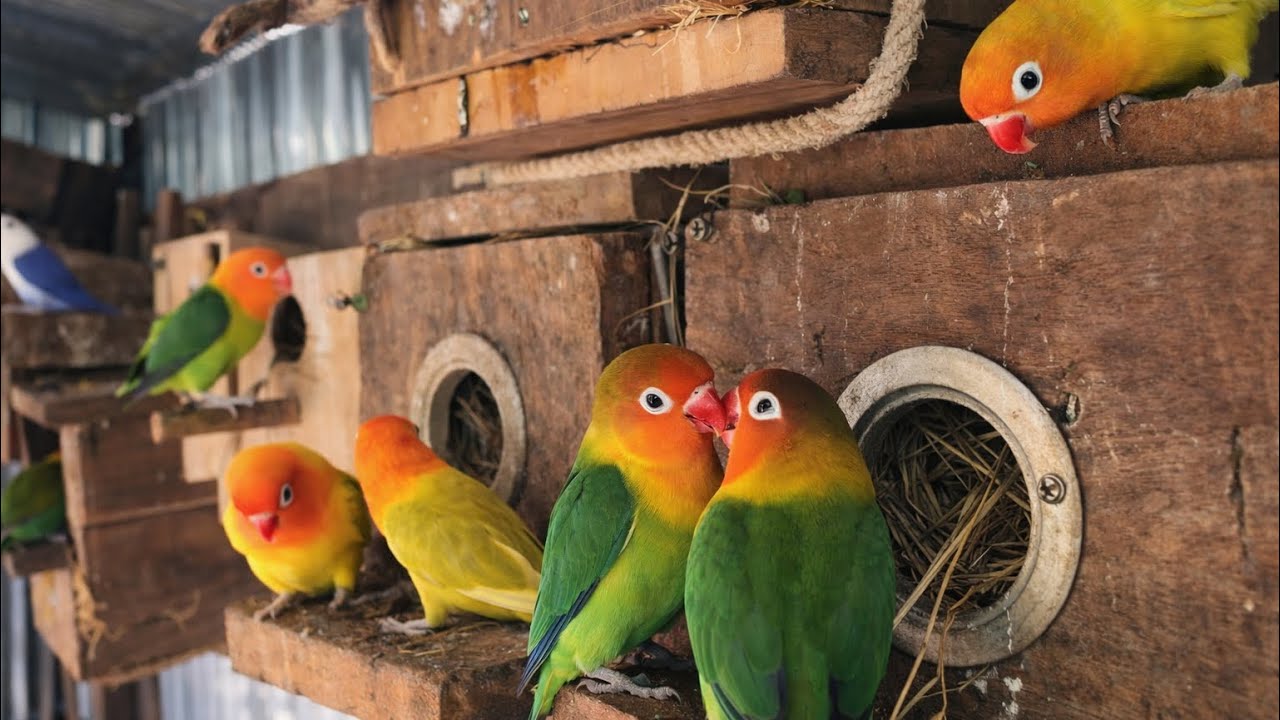 Colorful Lovebirds Nesting Together , Lovebirds Sounds 
