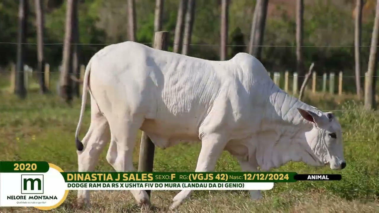 LOTE 2020 | VGJS-42