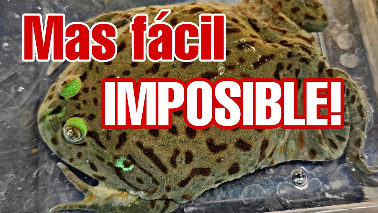 TOP 6 de ANIMALES que NO necesitan ALIMENTO VIVO! 🐸🐍🦎🐊