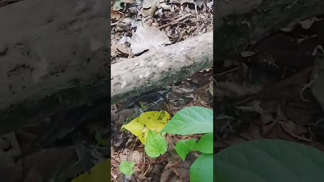 MUSHROOM PICK AT THE GROUND