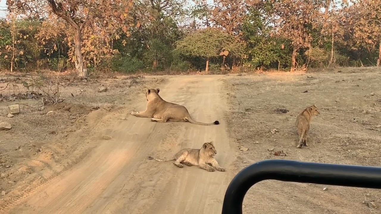 Asiatic Lions, only in Gir National Park, Gujarat, India