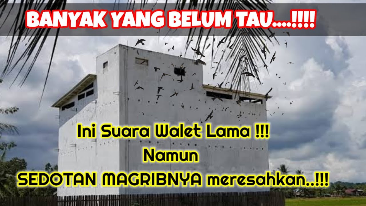 OOOooooohh...!!! Ternyata ini PENYEBAB walet CUEK dengan SP walet | Walet tidak Respon Suara Panggil