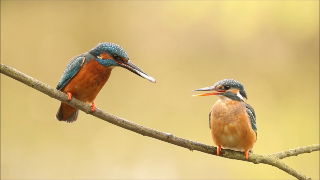 Filming Kingfishers on the Nest: Courtship | Discover Wildlife | Robert E Fuller