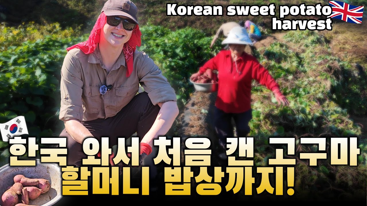 지리산 시골마을, 이웃 할머니와 고구마 수확하다 뜻밖의 3대가 모인 밥상에 초대받았어요!
