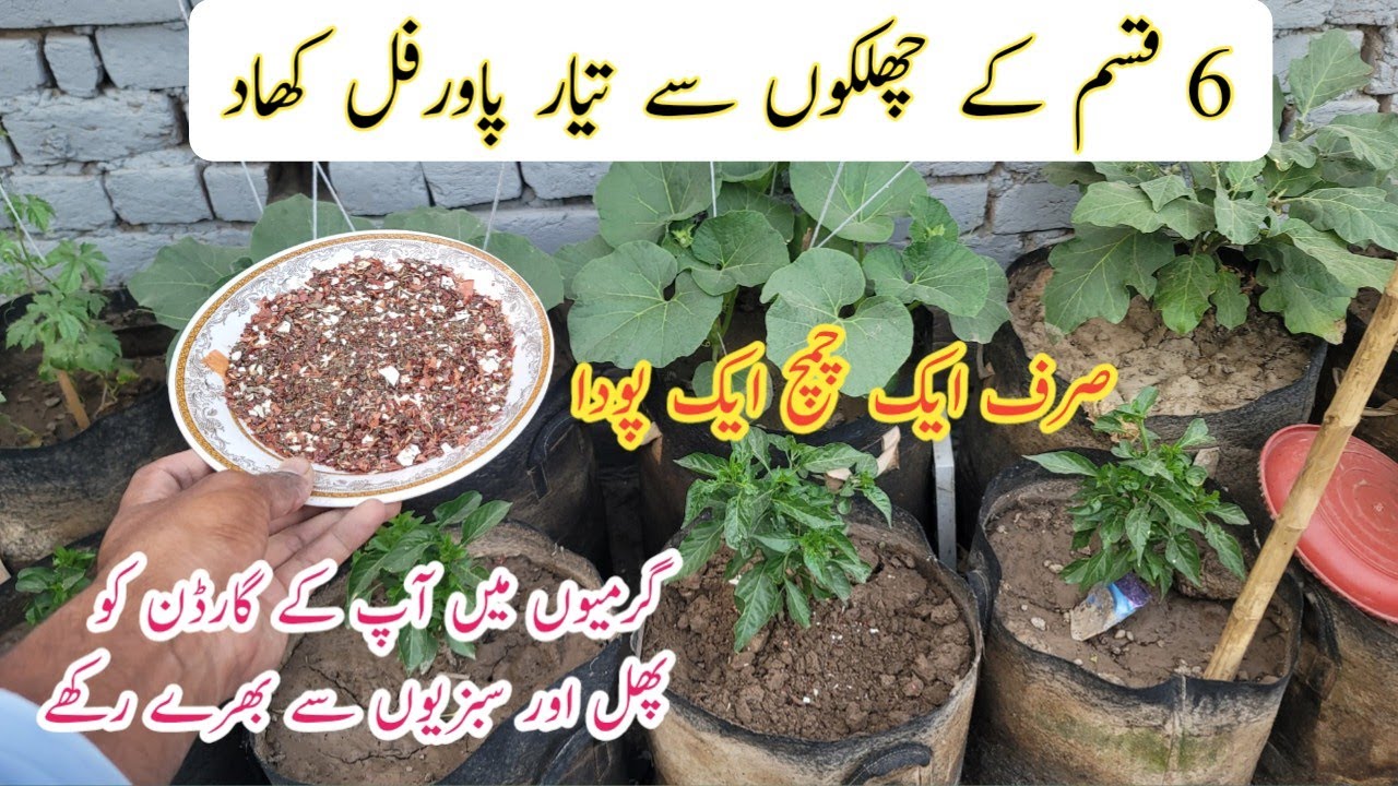 Best homemade orgenic fertilizer for plants || Use only one tablespoon get heavy fruiting.