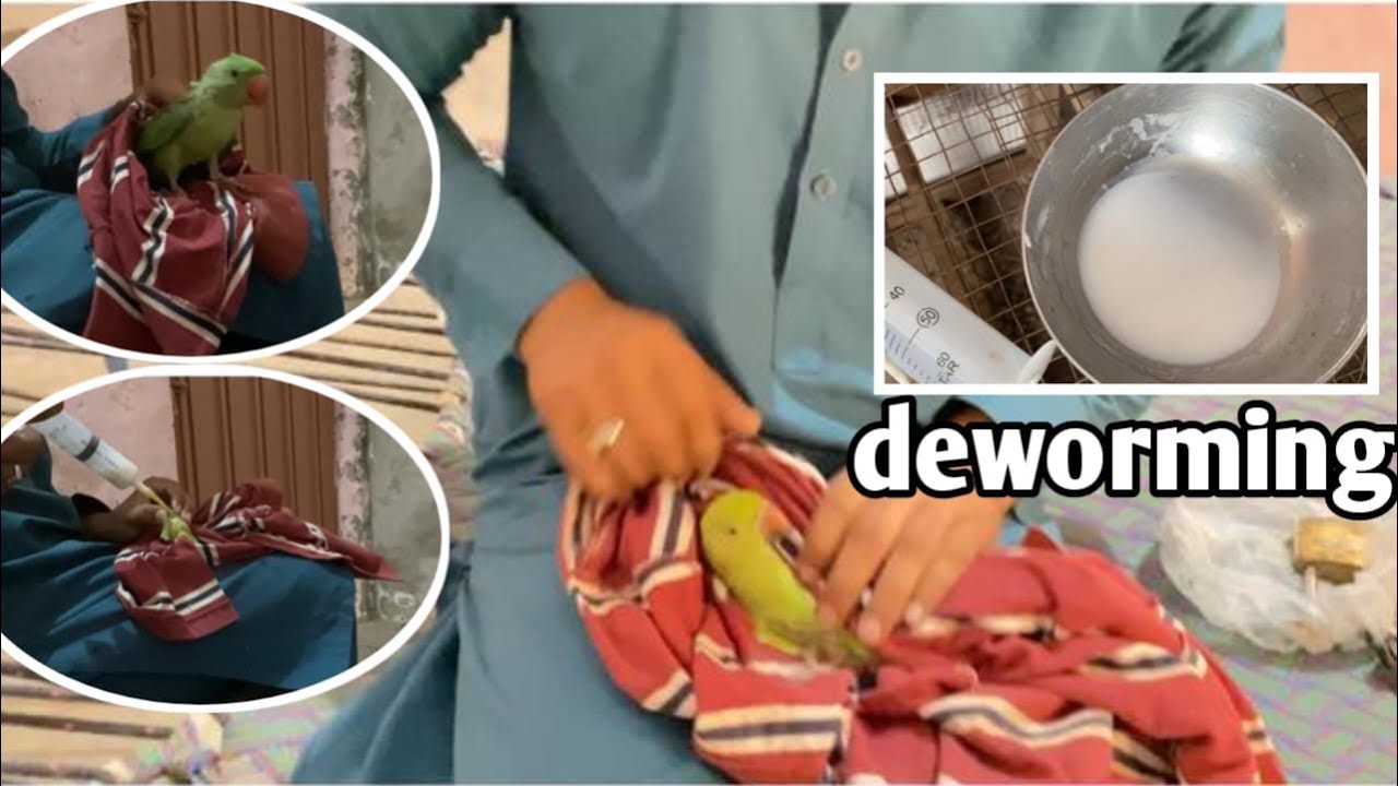 Aj apny 2 parrots ki deworming ki // raw Bihar jam zoor hogya