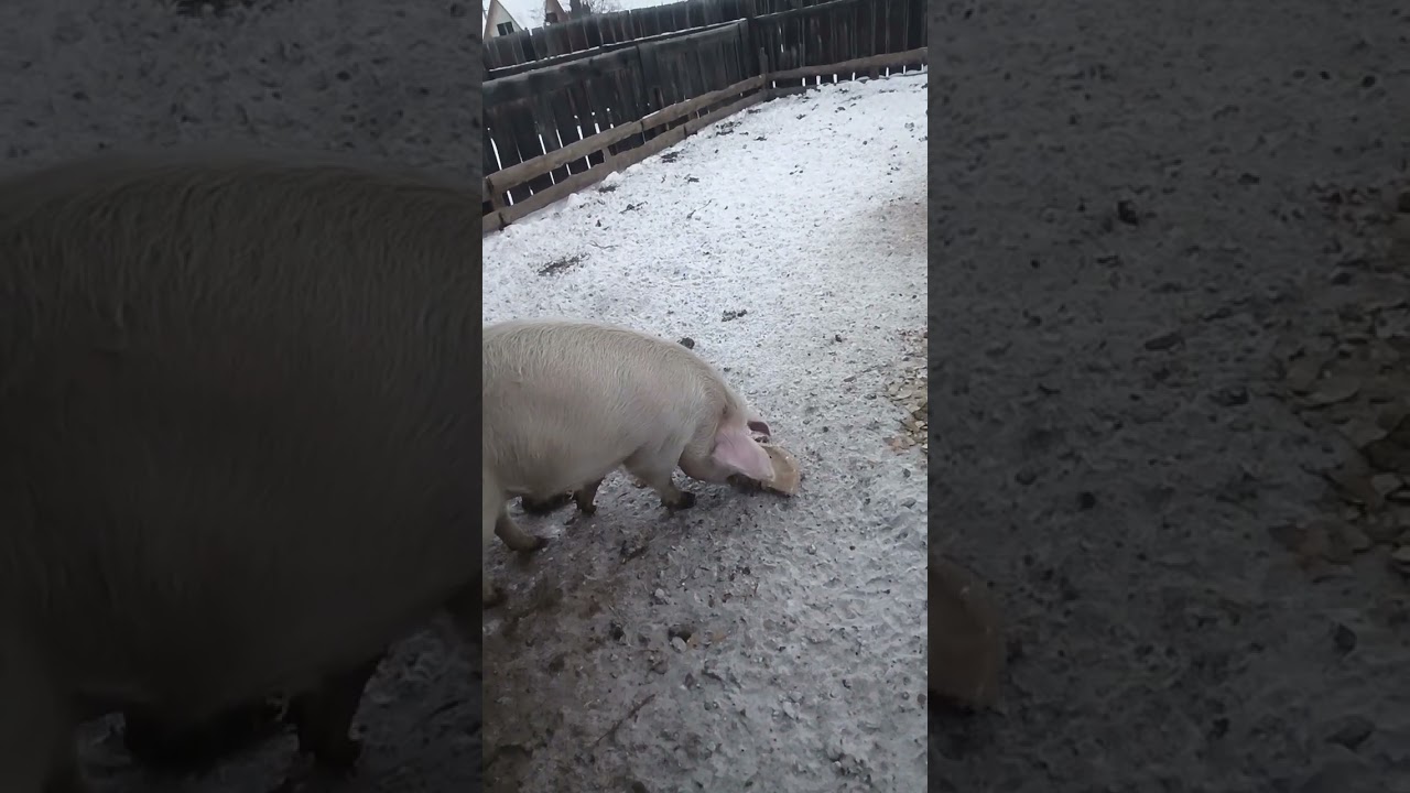🐖 У меня свиньи вообще не воняют. #свиноводство #поросята #откорм #хряк #боров #свиноматка #стайка