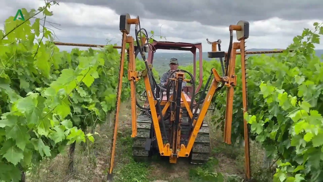 Operación de despunte en el viñedo.