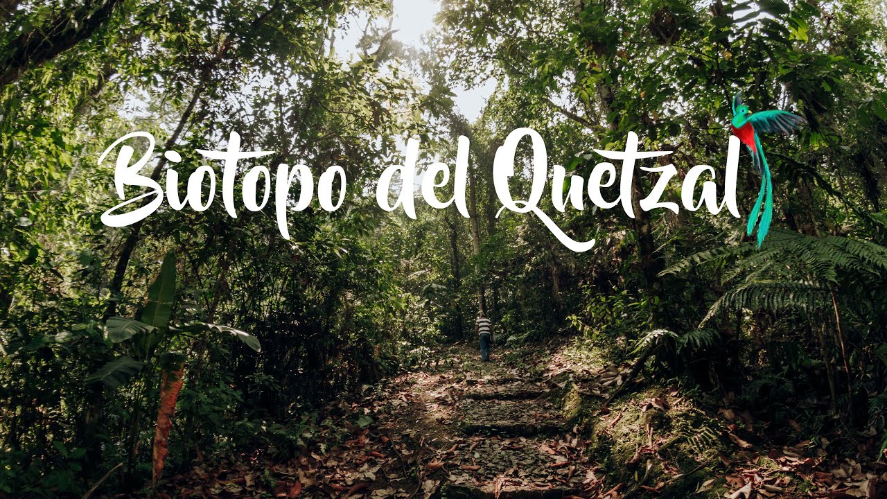 BIOTOPO DEL QUETZAL │Purulha, Baja Verapaz │Guatemala │Ave Nacional El Quetzal.