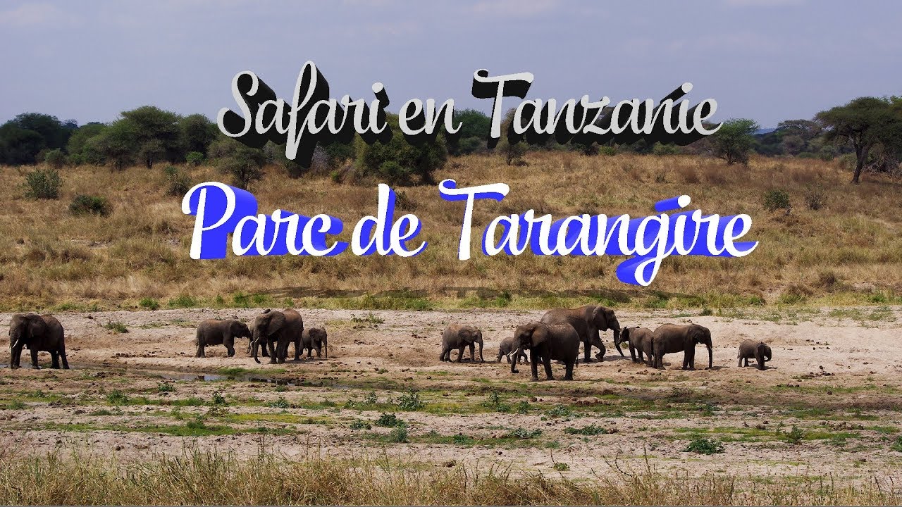 Safari en Tanzanie - Episode 3 - Premier jour dans le Parc national de Tarangire