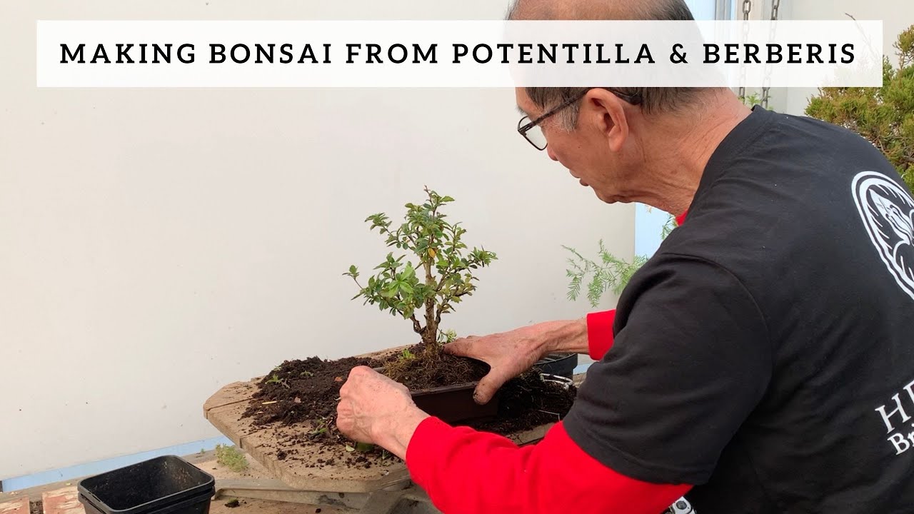 Bonsai from Potentilla & Berberis