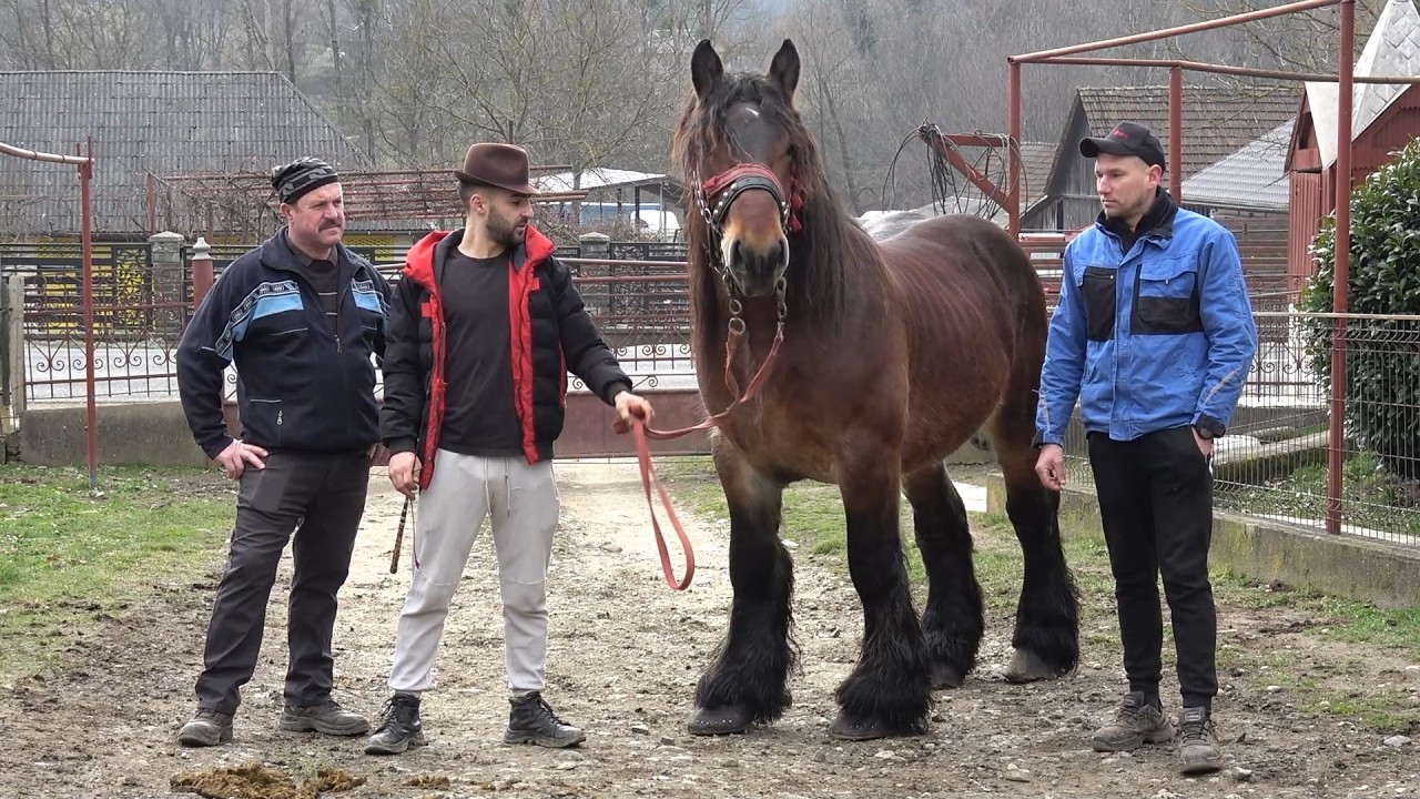 Caii lui Ionut Trif de la Carbunari, Maramures - 2026 Nou!!!
