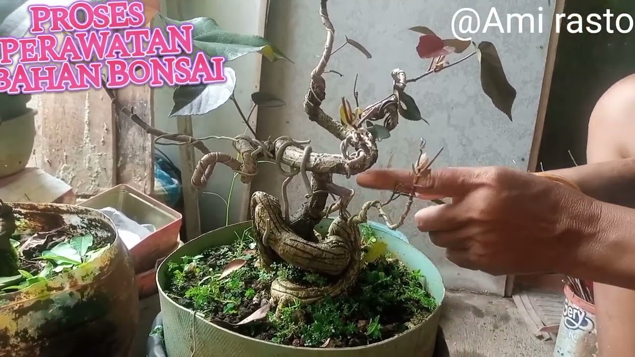 Proses perawatan bahan bonsai