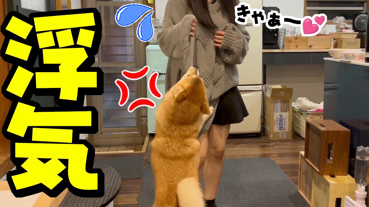 まさか娘に彼氏が？娘の匂いが違いブチギレる柴犬とショックで落ち込むパパ