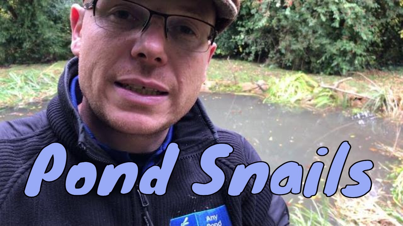 Great Pond Snails, Beneficial Pond Snail Wildlife Pond UK