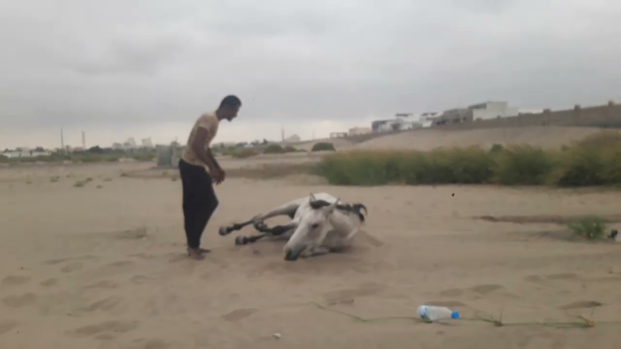 اذا ما كانت هيك علاقتك مع خيلك لا تحكيلي عن الحب❤️😎🐎