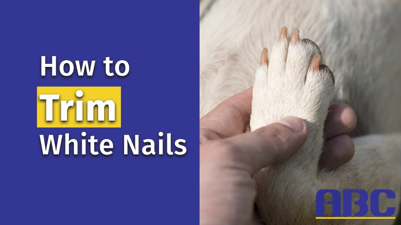 How to Trim White Dog Nails | Animal Behavior College