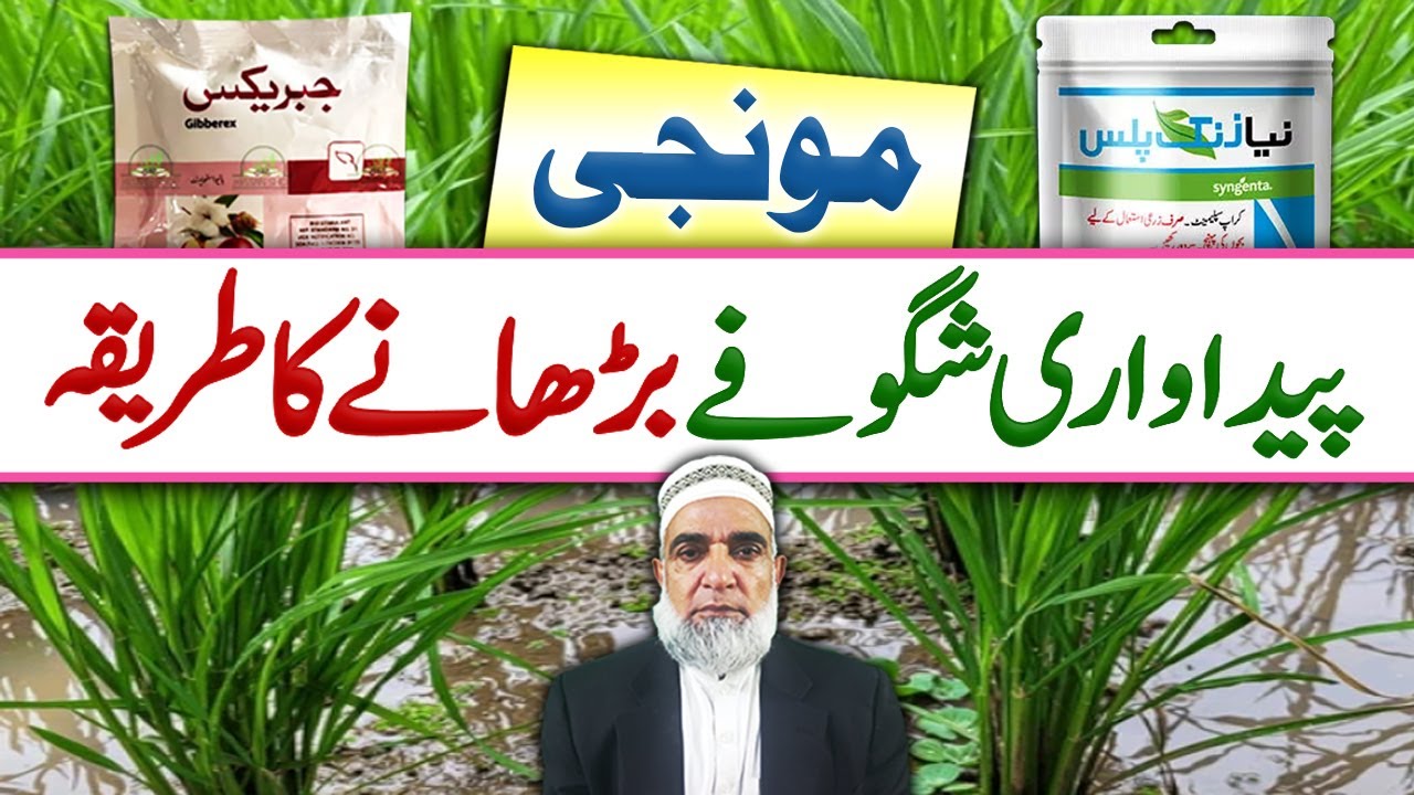 How to increase Tillering of Rice Crop || Crop Refomer
