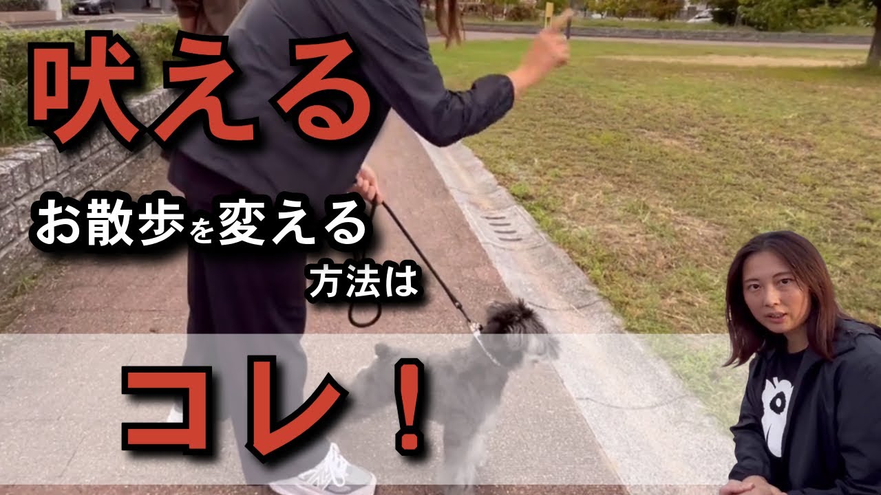 【実践】お散歩の問題を解決！引っ張り吠えを直すプロのしつけテクニック
