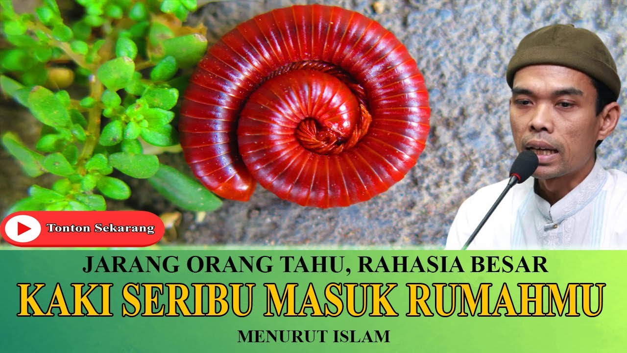 Jangan Sepelekan ! 15 Tanda Jika Kaki Seribu Masuk Rumahmu Menurut Islam