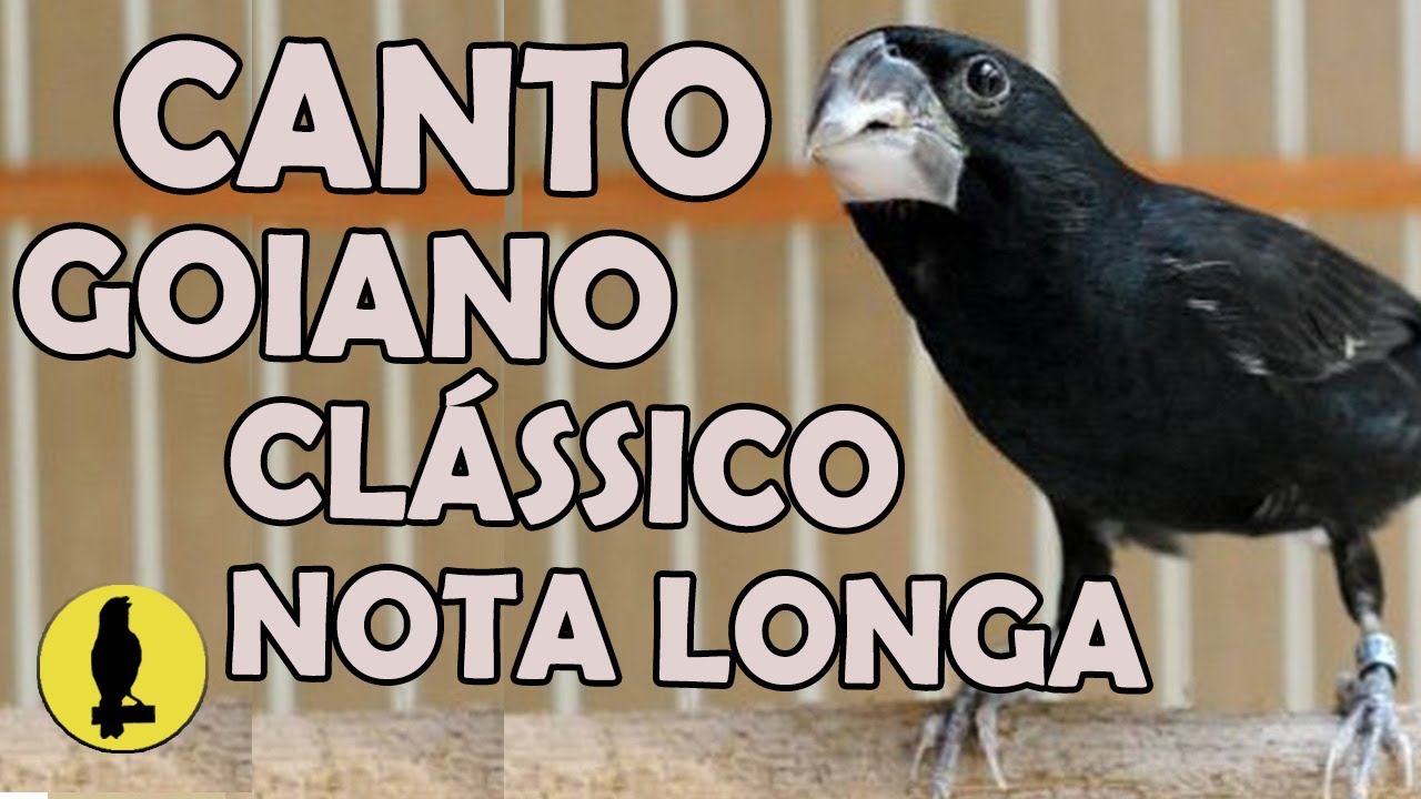 CANTO BICUDO GOIANO CLÁSSICO LONGO ALTA QUALIDADE PARA TORNEIO E ENSINAR FILHOTES