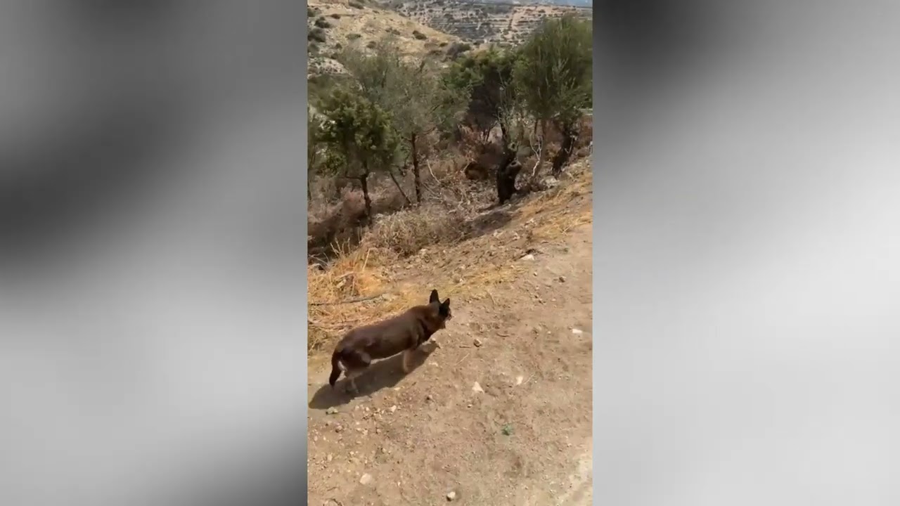 I'm Fed Up! ! Problems with Visitors, Volunteers and Adopters! - Takis Shelter