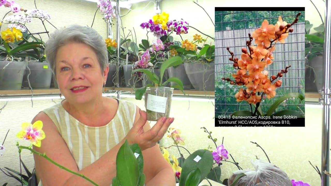 Распаковка посылки с орхидеями, из Краснодара. Орхидеи - от садовника Miki Orchids.