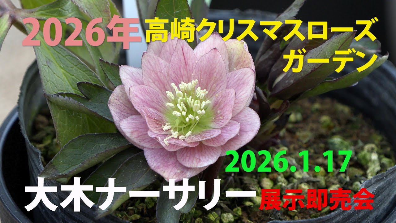 高崎クリスマスローズガーデン2026　ー大木ナーサリー展示即売会　ー富久樹園ch
