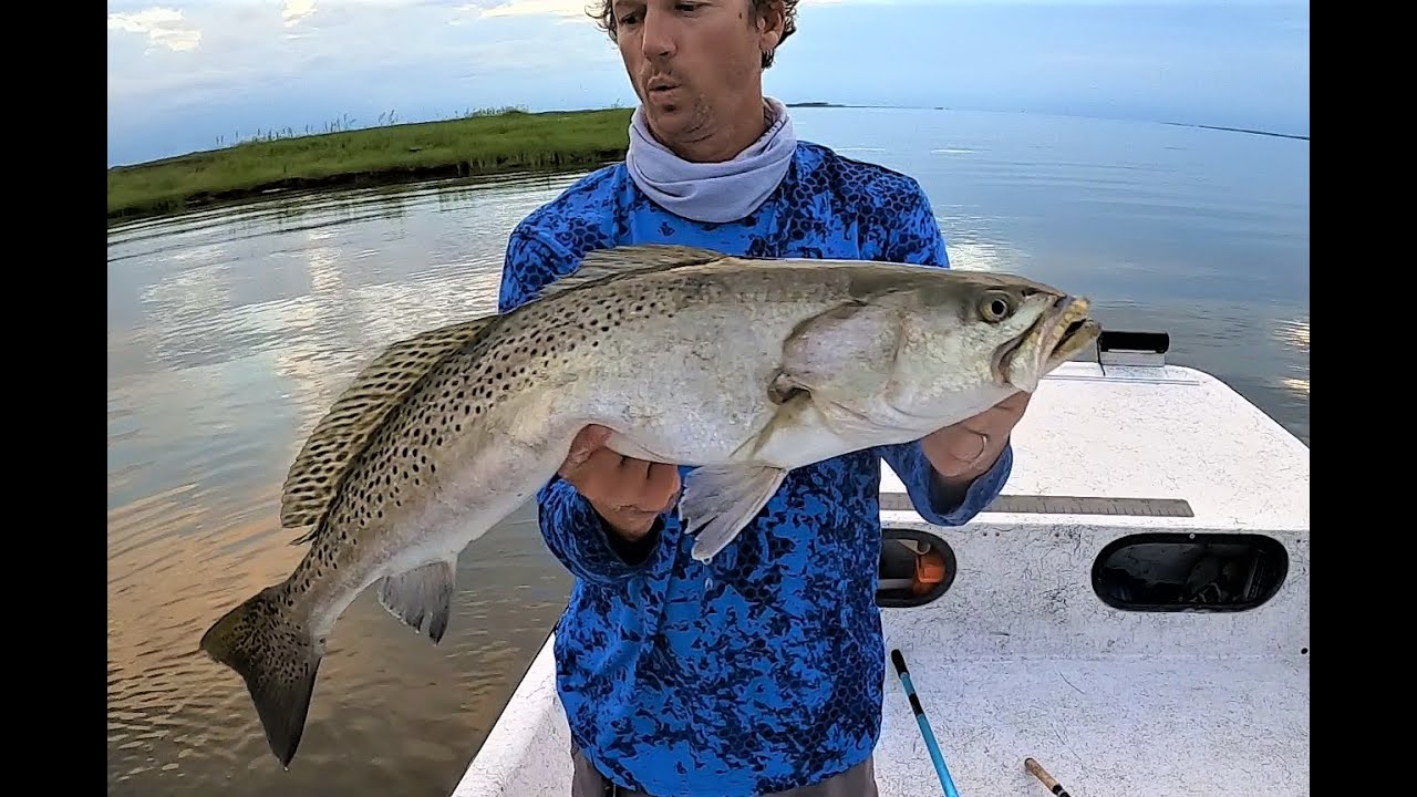Carolina Rig Gator Speckled Trout