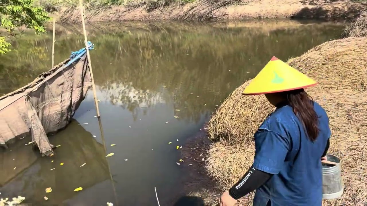 Digging up cassava roots, then having fish for lunch.  कसावा की जड़ें खोदना, EP.3