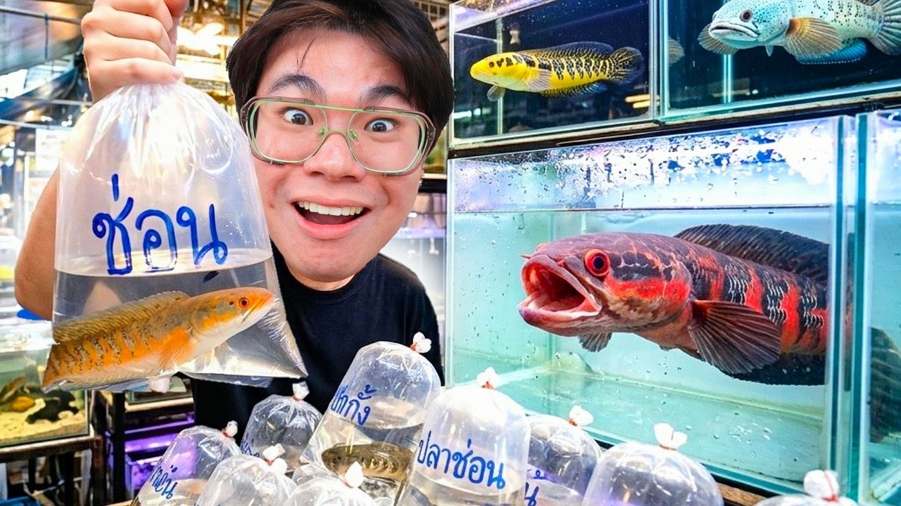 สัตว์ยอดฮิตตลาดปลา!! ปลานักล่ามาแรง...อัปเดตจตุจักรโซนสัตว์น้ำ