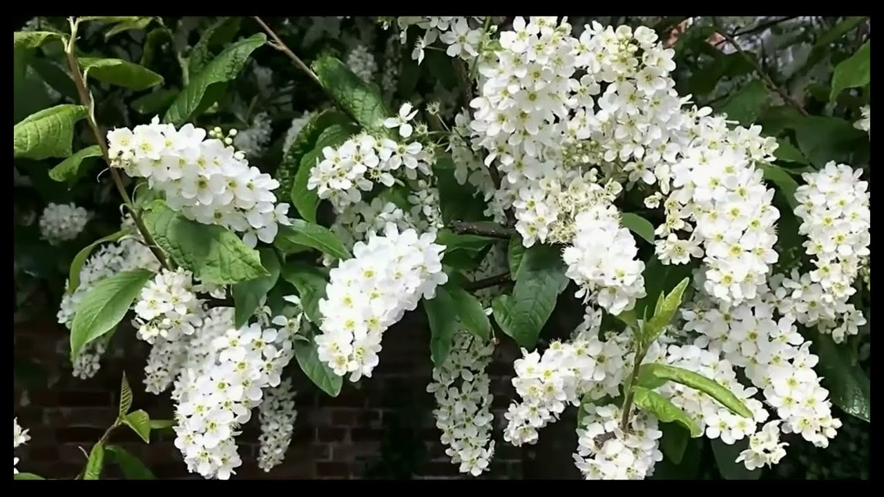 „Mano žemė Lietuva