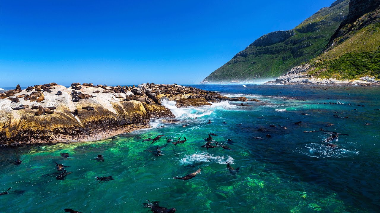 A Look At Seal Island, Hout Bay, Cape Town