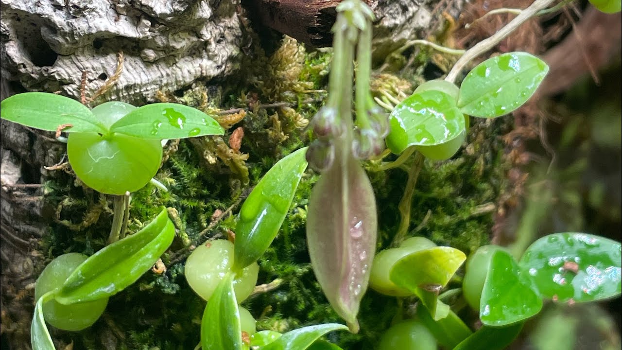 Мой новый флорариум. Цветение bulbophyllum polliculosum