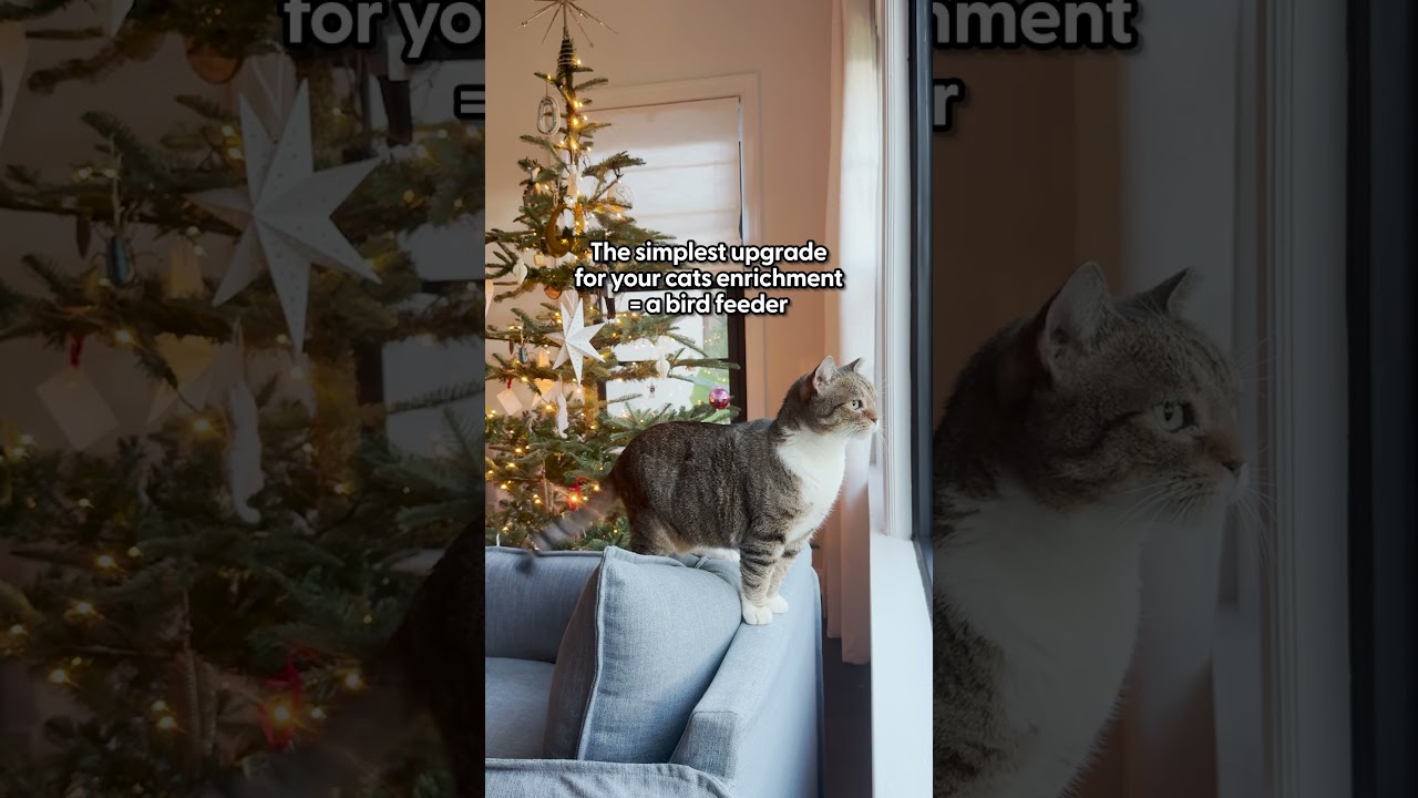 An easy way to keep your indoor cat entertained for hours | The Pack