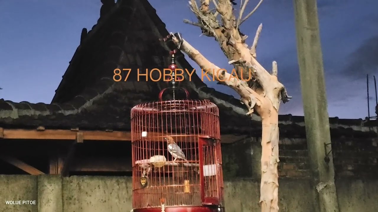 ANIS KEMBANG GACOR, ISIAN MEWAH